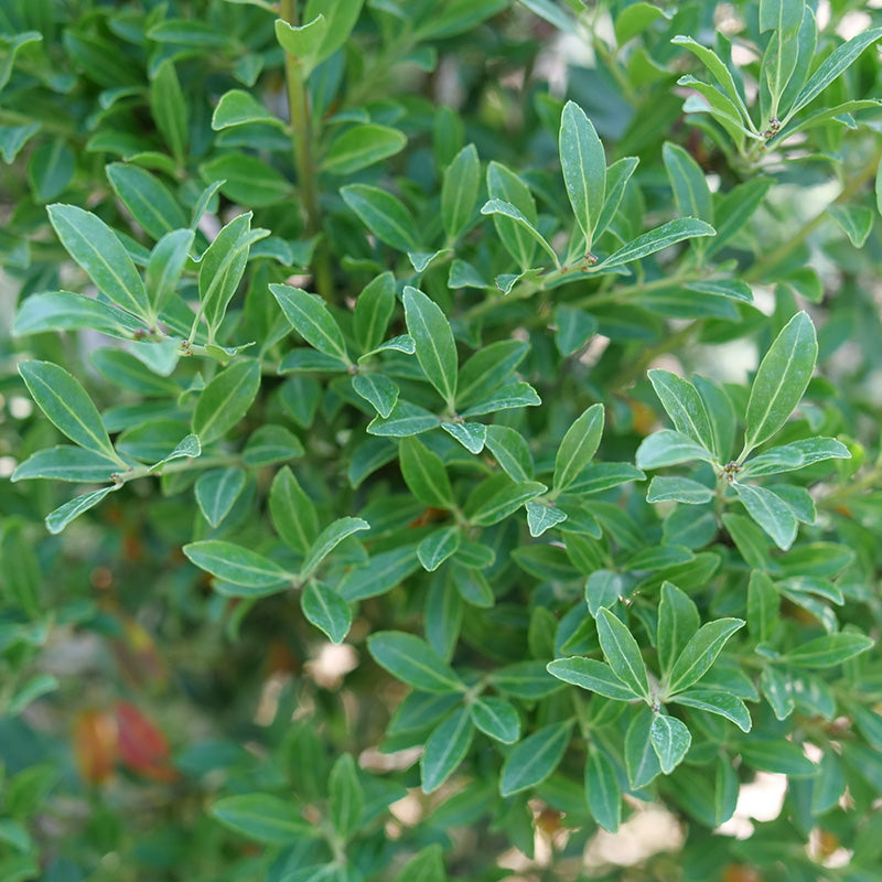 Squeeze Box® Inkberry Holly