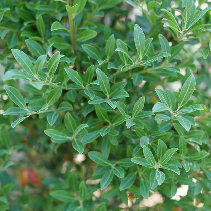Squeeze Box® Inkberry Holly