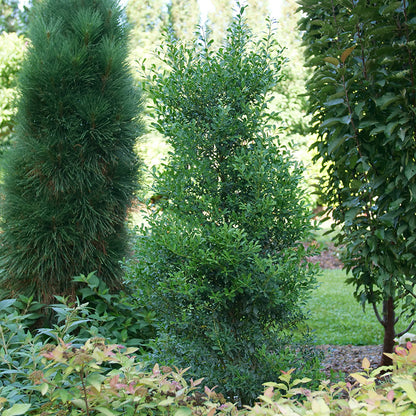 Squeeze Box® Inkberry Holly