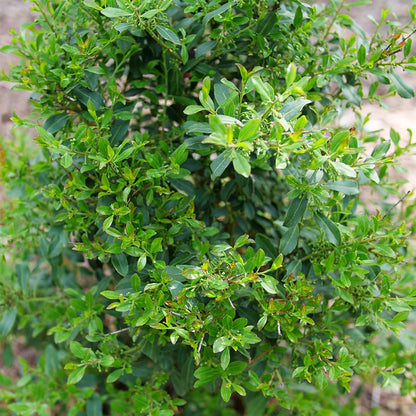 Squeeze Box® Inkberry Holly