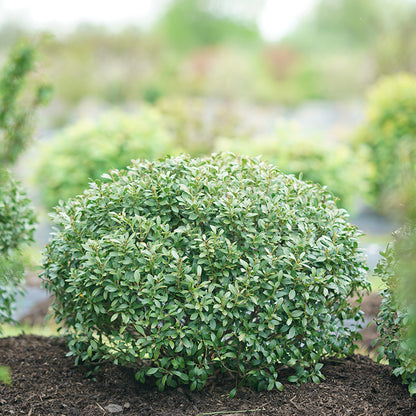 Strongbox® Inkberry Holly