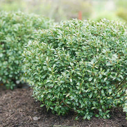 Strongbox® Inkberry Holly