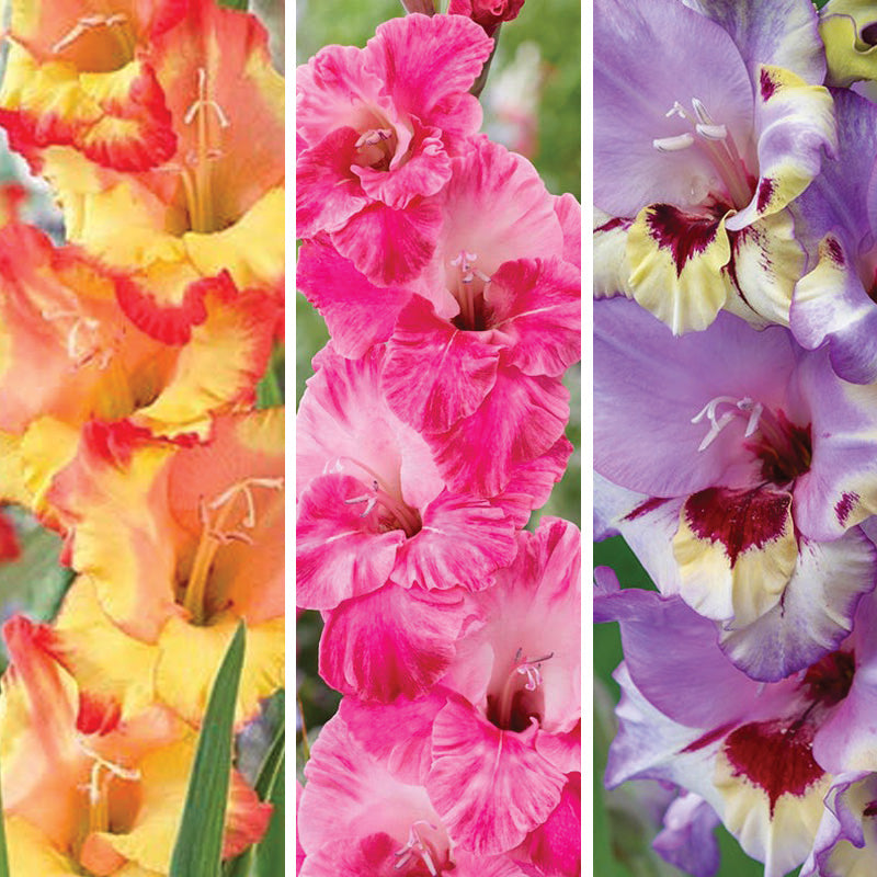 Summer Sorbet Gladiolus Collection