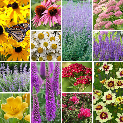 Summer Long Blooms Pre-Planned Garden