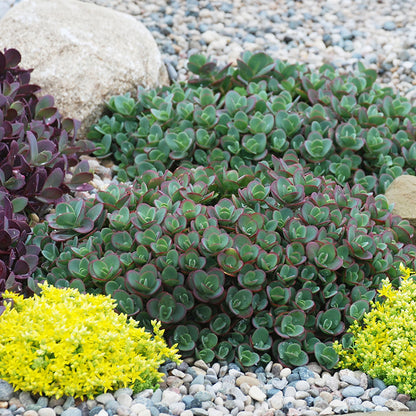 SunSparkler® Lime Zinger Sedum