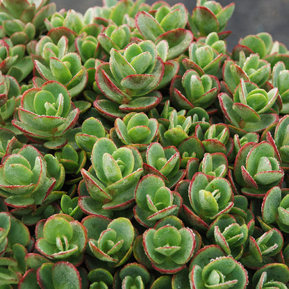 SunSparkler® Lime Zinger Sedum