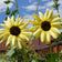 Ice Cream Beach Sunflower, photo courtesy of Applewood Seed Company