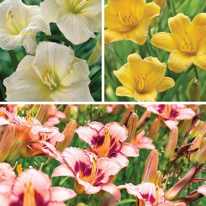 Sunny Days Daylily Collection