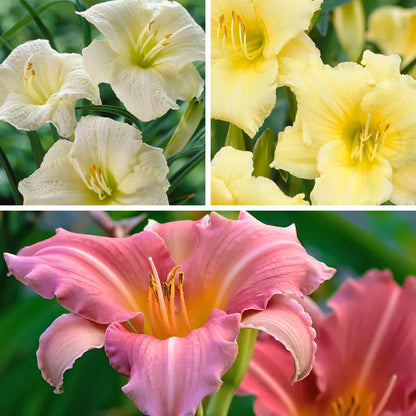 Sunny Days Daylily Collection
