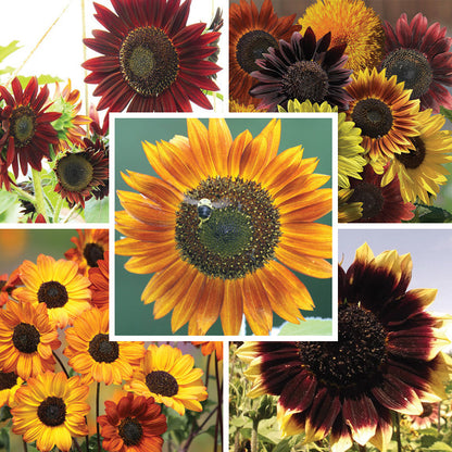 Sunset Serenade Sunflower Seed Packet Set