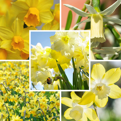 Sunshine Naturalizing Bulb Collection