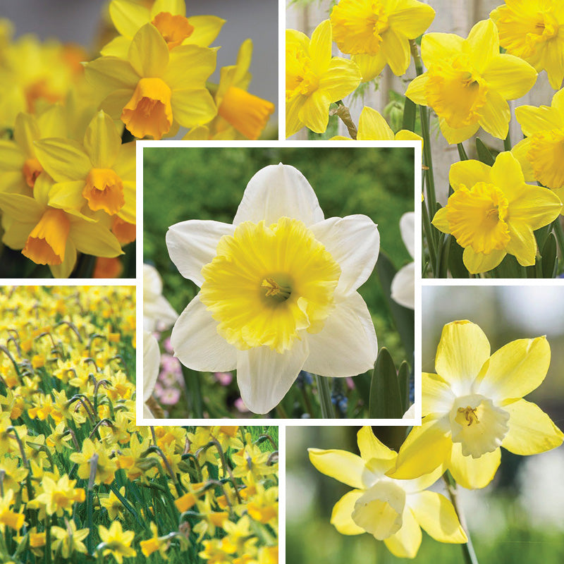 Sunshine Naturalizing Bulb Collection | All-Daffodil Mix