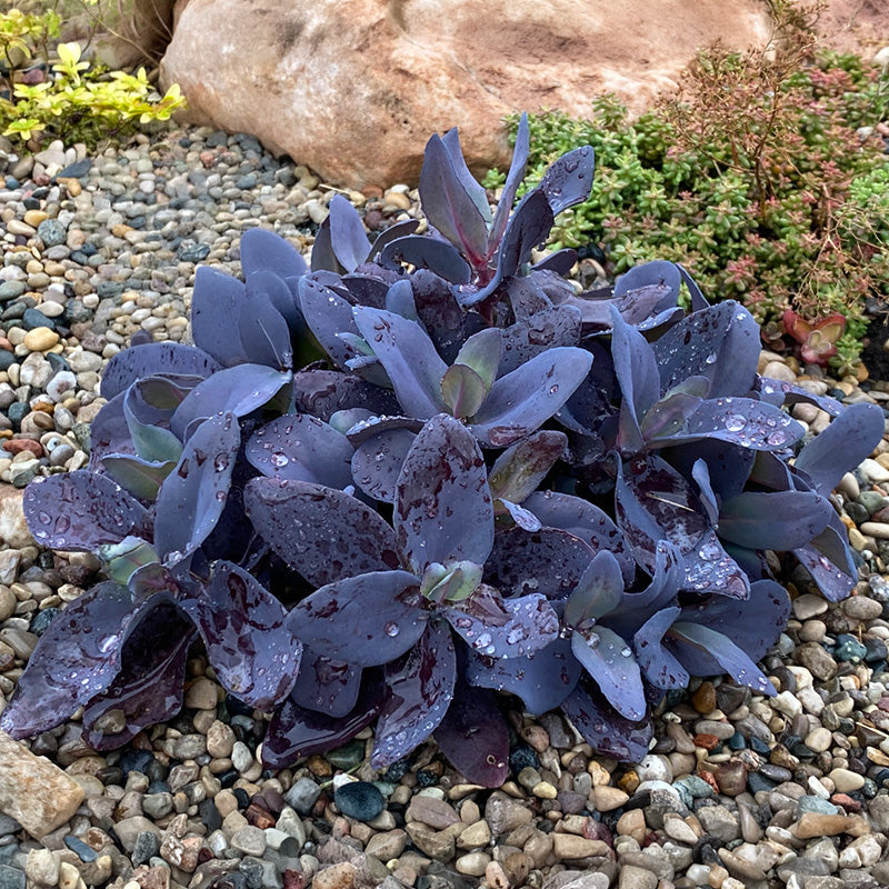 SUPERSparkler™ Blue Ox Sedum