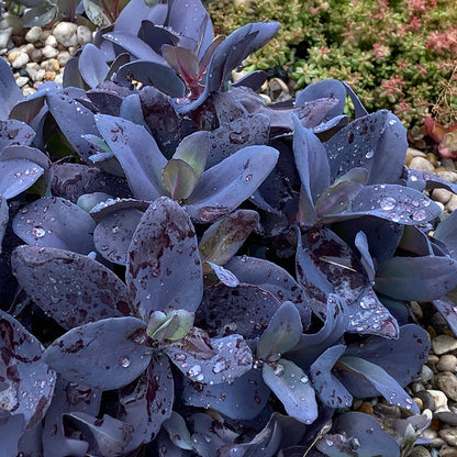 SUPERSparkler™ Blue Ox Sedum