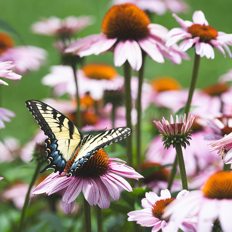 Swallowtail Butterfly on Purple Coneflower