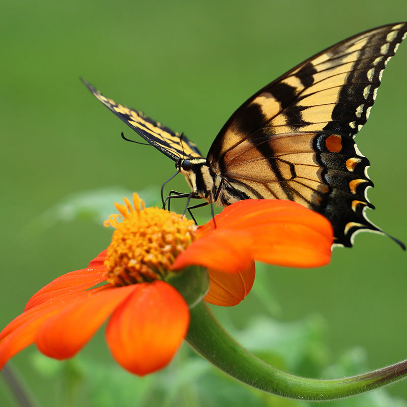 Swallowtail Butterfly on Mexican Sunflower, Tithonia