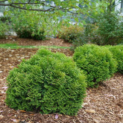 Tator Tot® Arborvitae
