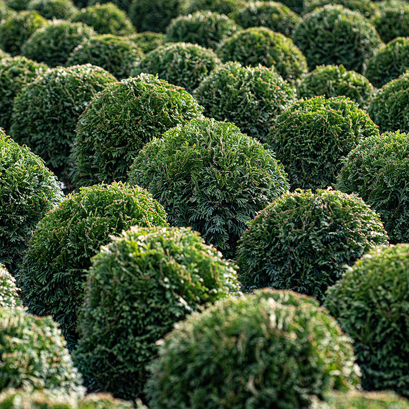 Tator Tot® Arborvitae 