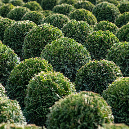 Tator Tot® Arborvitae 