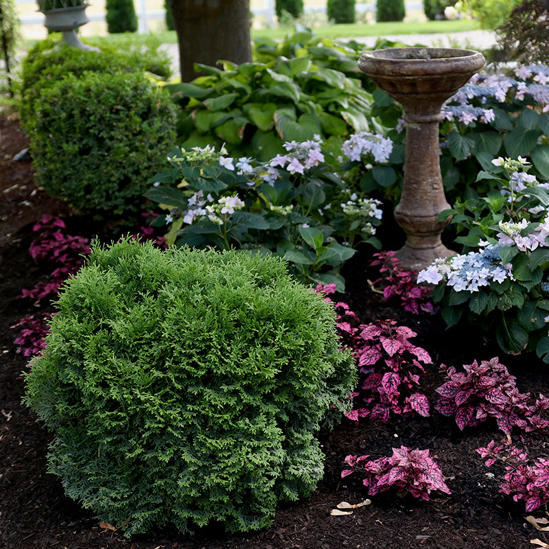Tator Tot® Arborvitae 