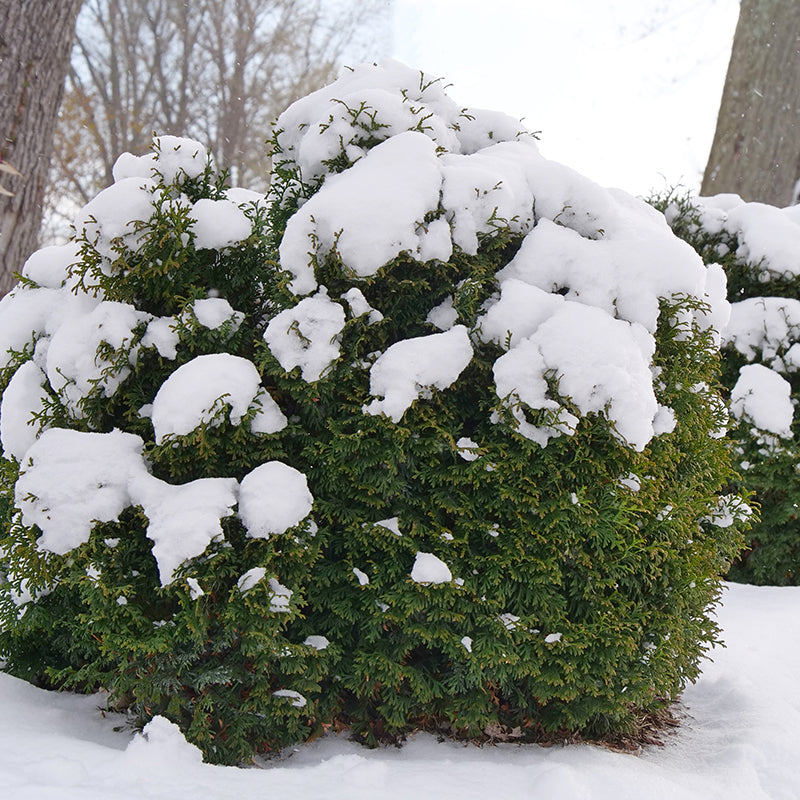 Tator Tot® Arborvitae 