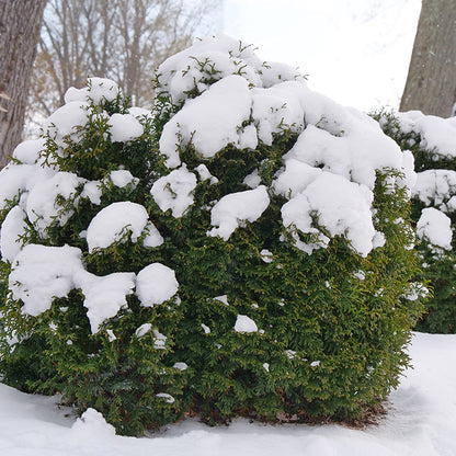 Tator Tot® Arborvitae 