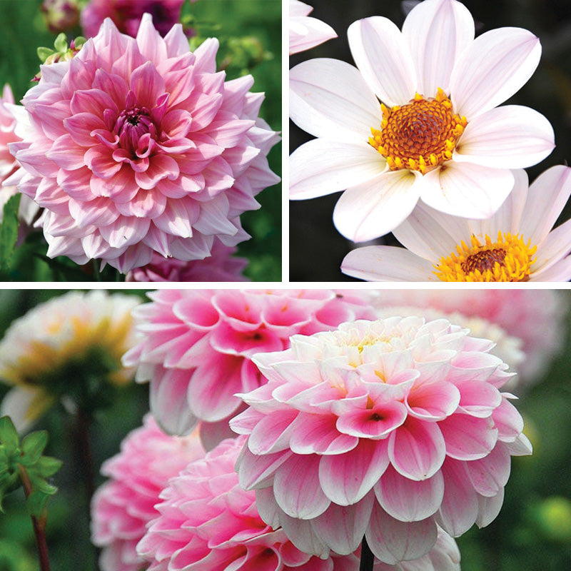 Tranquil Trio Dahlia Collection | Pastel, Easy-Care Dahlias