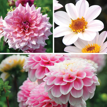 Tranquil Trio Dahlia Collection