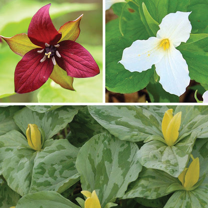 Treasured Trillium Collection