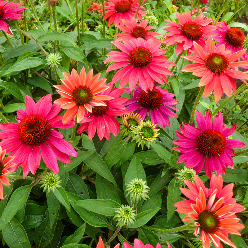 Sombrero® Tres Amigos Echinacea