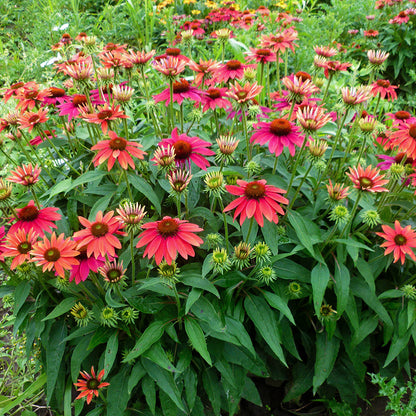 Sombrero® Tres Amigos Echinacea