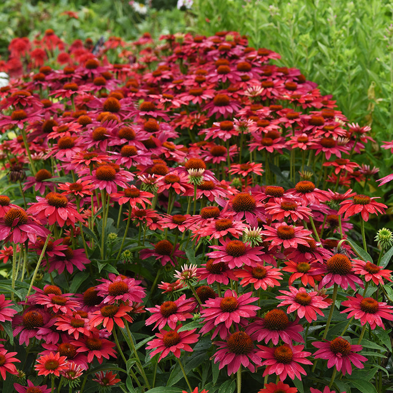 Sombrero® Tres Amigos Echinacea