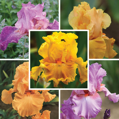 Tropical Treasures Bearded Iris Collection
