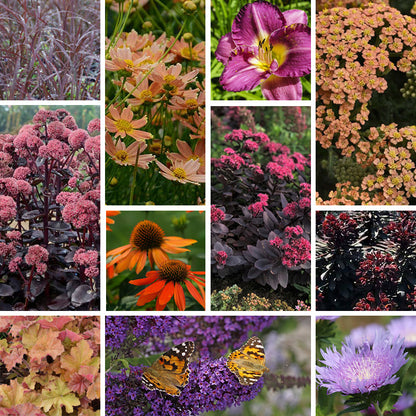 Twilight Magic Pre-Planned Cottage Garden
