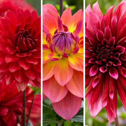 Velvet Dahlia Collection