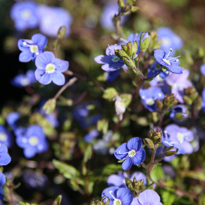 Georgia Blue Creeping Veronica, Photo by David J. Stang, www.creativecommons.org/licenses/by-sa/4.0/