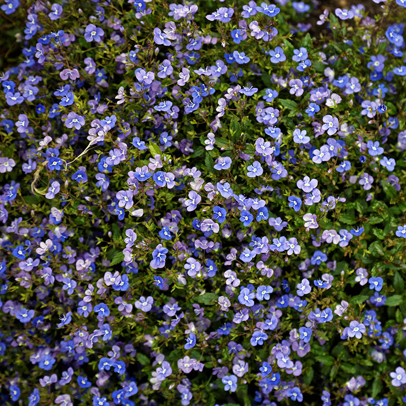 Georgia Blue Creeping Veronica, Photo by Acabashi, www.creativecommons.org/licenses/by-sa/4.0/