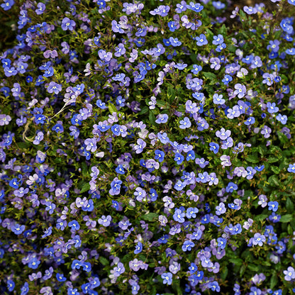 Georgia Blue Creeping Veronica, Photo by Acabashi, www.creativecommons.org/licenses/by-sa/4.0/
