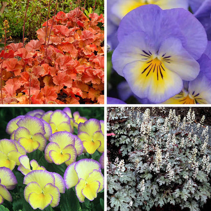 Vibrant Shade Low Grow Plant Collection