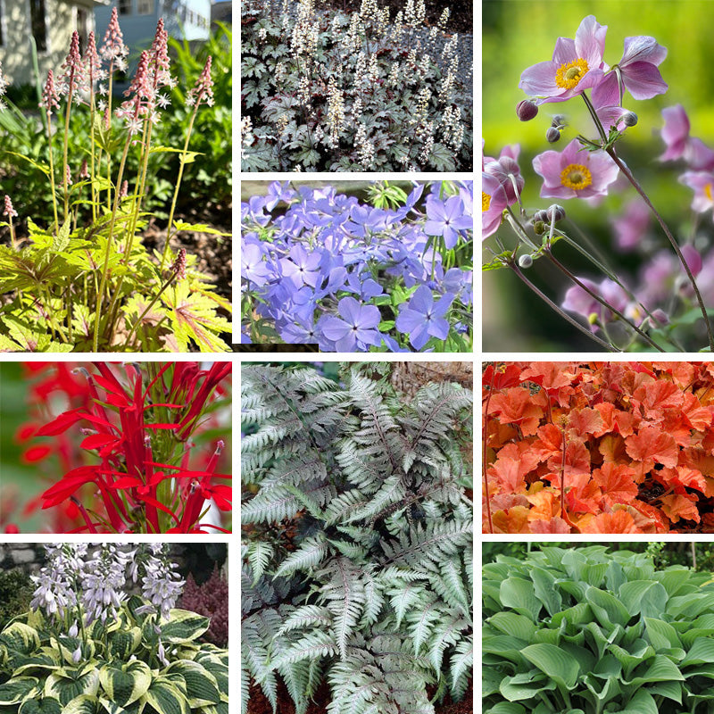 Vibrant Shade Pre-Planned Garden, Small | American Meadows