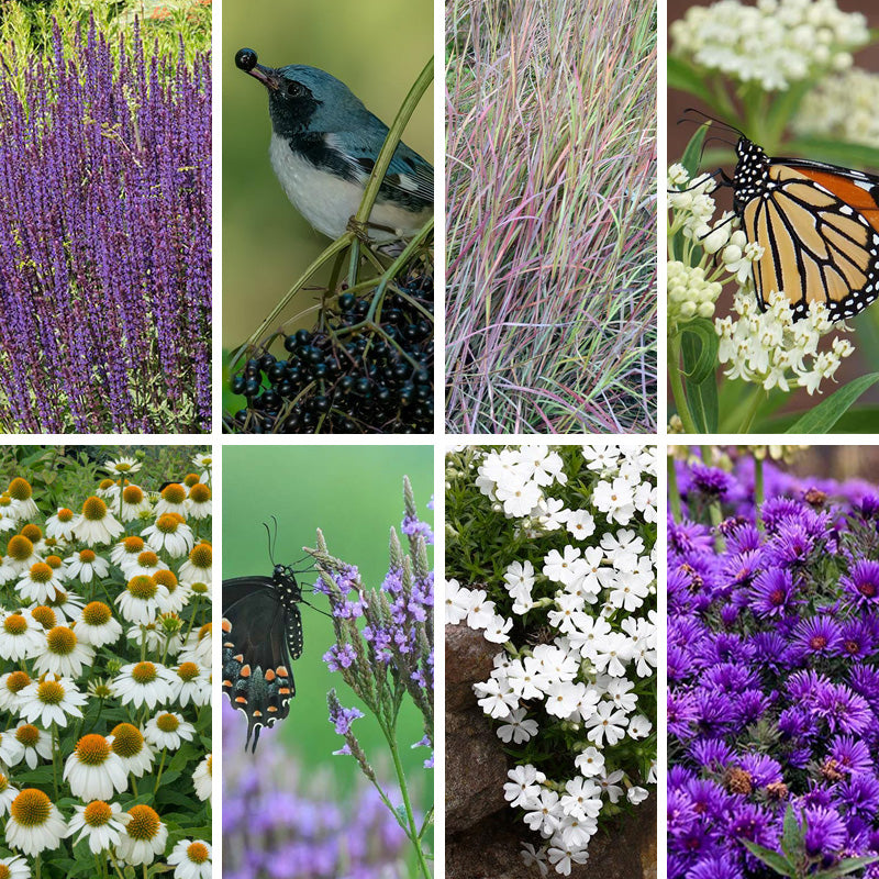 Violet Dreamscape Pre-Planned Garden