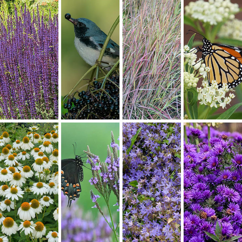 Violet Dreamscape Pre-Planned Garden