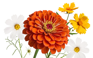 wildflower seeds home img