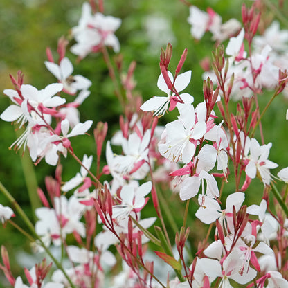 Whirling Butterflies Gaura