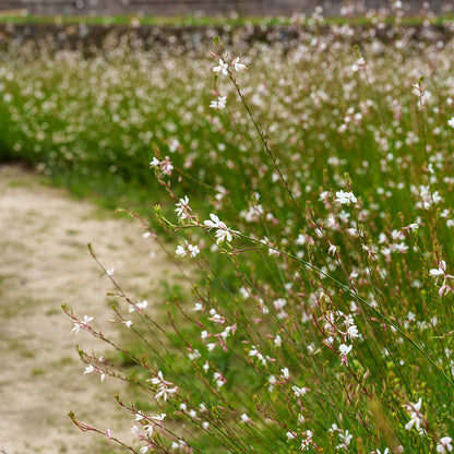 Whirling Butterflies Gaura
