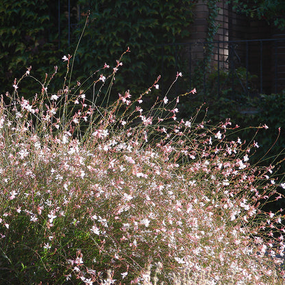 Whirling Butterflies Gaura