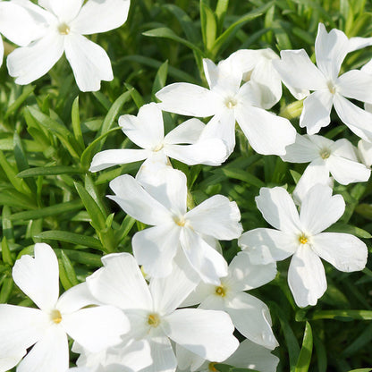 White Delight Creeping Phlox