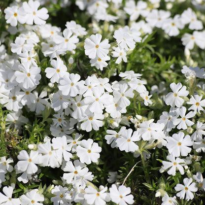 White Delight Creeping Phlox