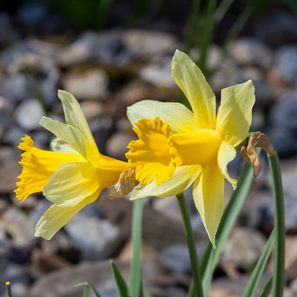 Wild Spanish Daffodil, Narcissus hispanicus lobularis