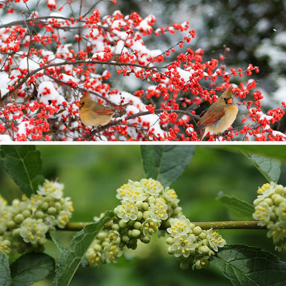 Winterberry Hardy Shrub Collection